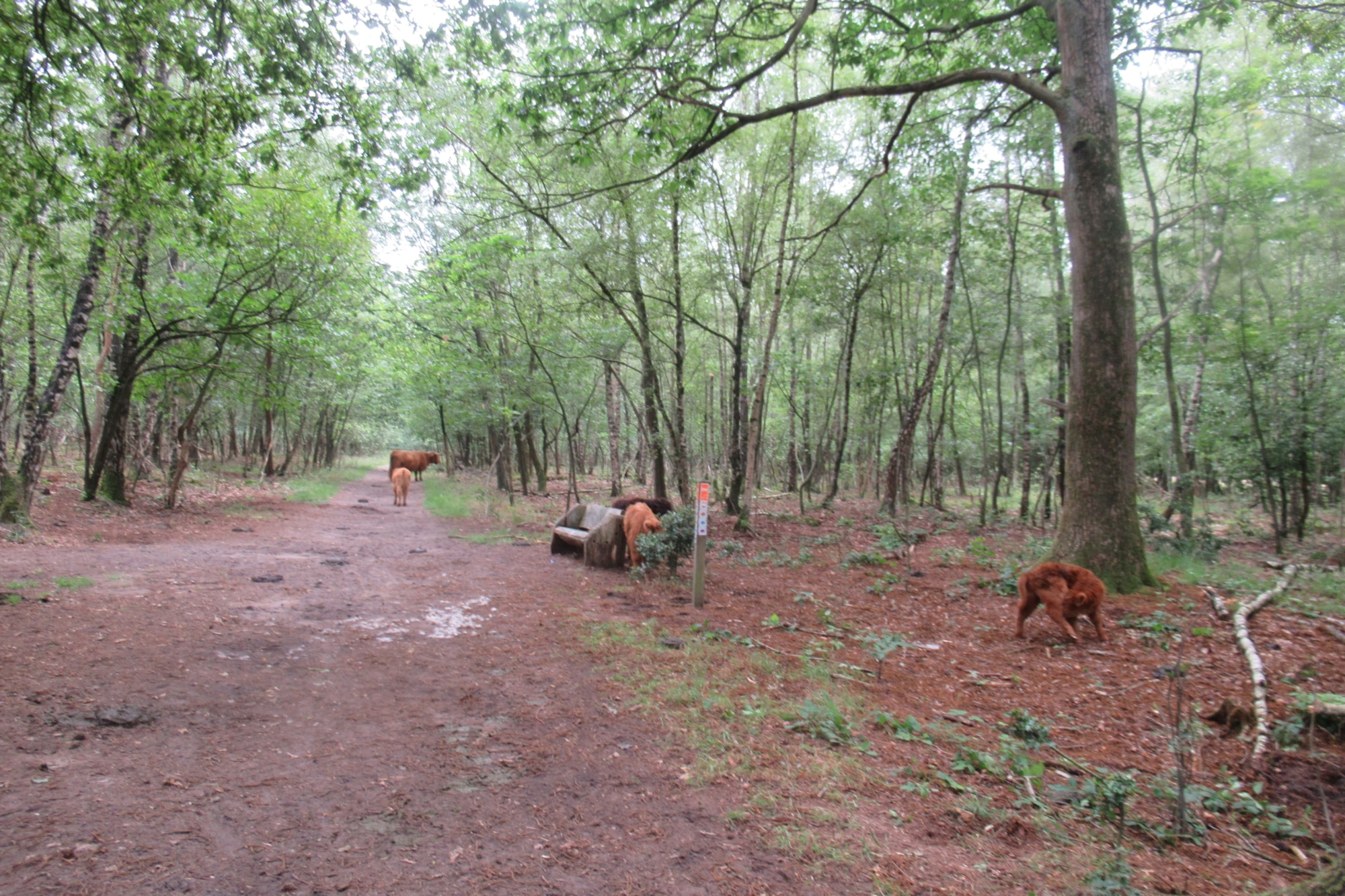 Hooglanders langs het Noaberpad