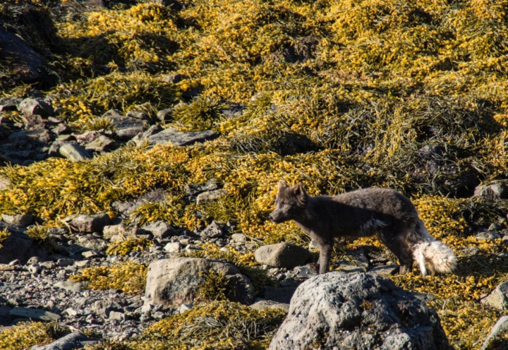 Tent-trekking Hornstrandir, IJsland