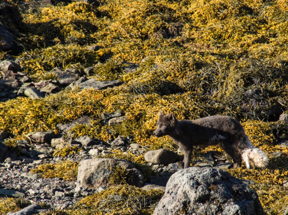 Hornstrandir IJsland