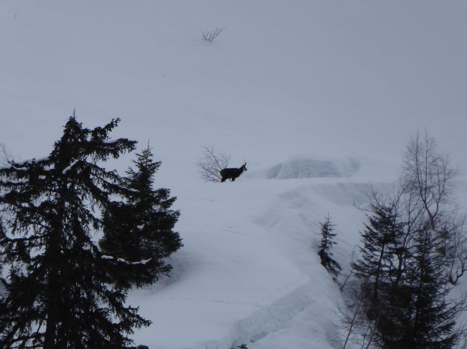 Sneeuwschoenwandelen kleinwalsertal