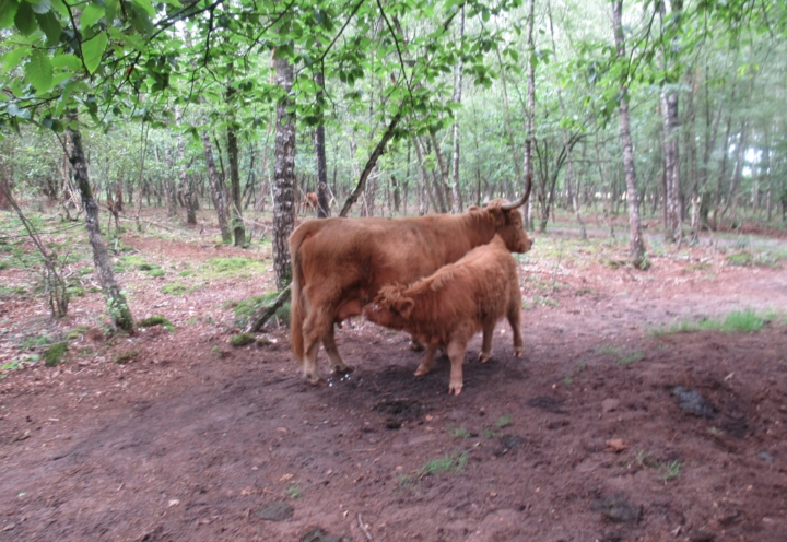 Wandelvakantie Nederland Tent-trekking Twentepad